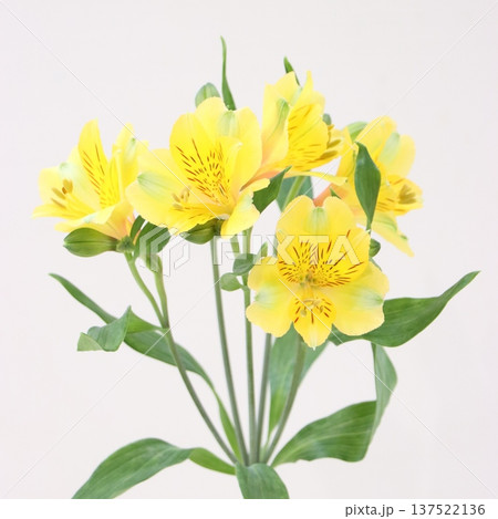 アルストロメリア「ゴールド」の切花1 137522136