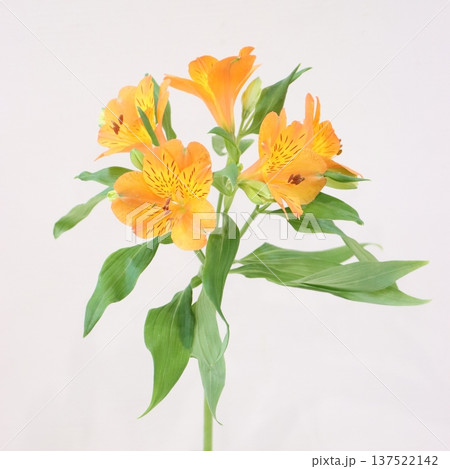 アルストロメリア「ジュリア」の切花1 アルストロメリア「ジュリア」の切花1 137522142