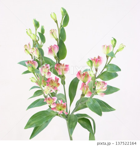 アルストロメリア「ブライズメイド」の切花1 137522164