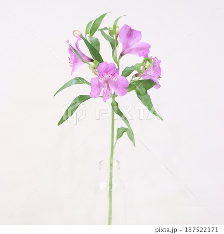 アルストロメリア「フロレンティーナ」の切花2 137522171