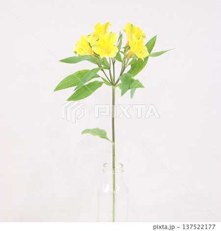 アルストロメリア「ミラマー」の切花2 137522177