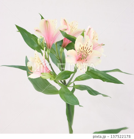 アルストロメリア「ミルクティ」の切花1 137522178