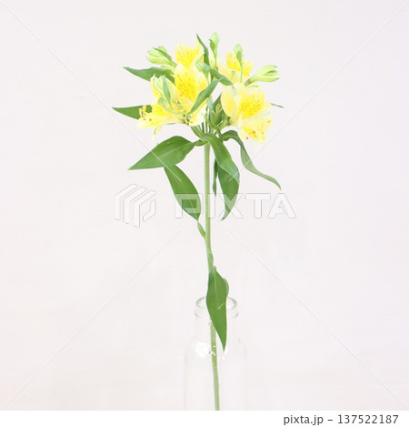 アルストロメリア「ワイキキ」の切花2 137522187