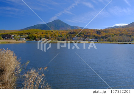 白樺湖の紅葉の森と蓼科山 白樺湖の紅葉の森と蓼科山 137522205