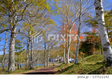 白樺湖畔の並木と紅葉 白樺湖畔の並木と紅葉 137522242