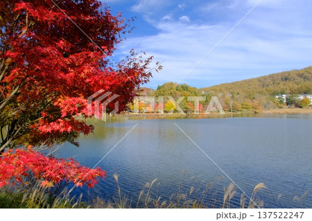 白樺高原にある女神湖の紅葉 137522247