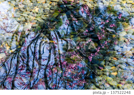 花枝と玉砂利が重なる幻想的な水面反射――印象派風の春の抽象背景 137522248