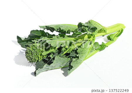 菜の花（アレッタ） 137522249