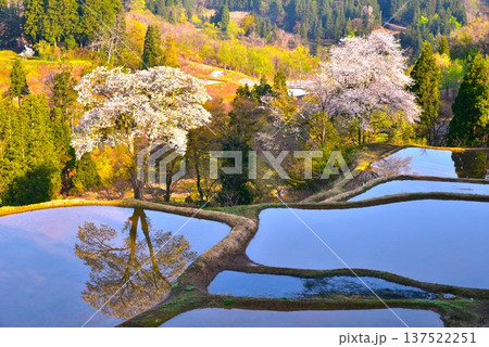 棚田に写る松代儀明の桜 137522251