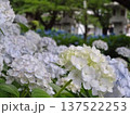 あじさい 137522253