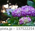 あじさい 137522254