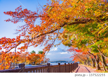 (山梨県)河口湖 湖畔の紅葉 富士山 (山梨県)河口湖 湖畔の紅葉 富士山 137522255
