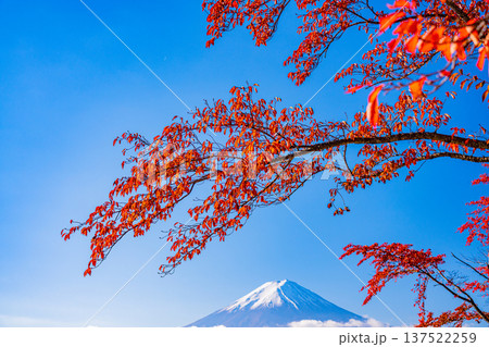 (山梨県)河口湖 湖畔の紅葉 富士山 (山梨県)河口湖 湖畔の紅葉 富士山 137522259