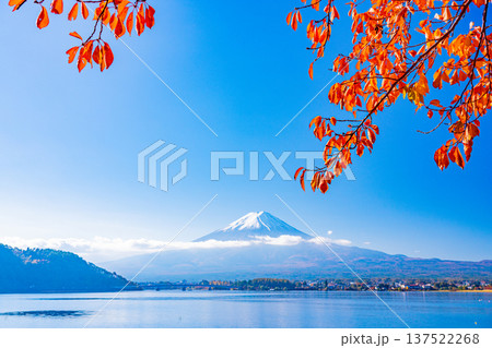 （山梨県）河口湖　湖畔の紅葉　富士山 137522268