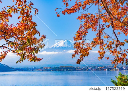 （山梨県）河口湖　湖畔の紅葉　富士山 137522269