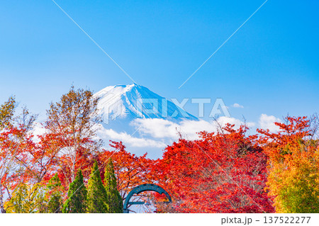 （山梨県）河口湖　湖畔の紅葉　富士山 137522277