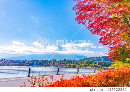 (山梨県)河口湖 湖畔の紅葉 富士山 (山梨県)河口湖 湖畔の紅葉 富士山 137522282