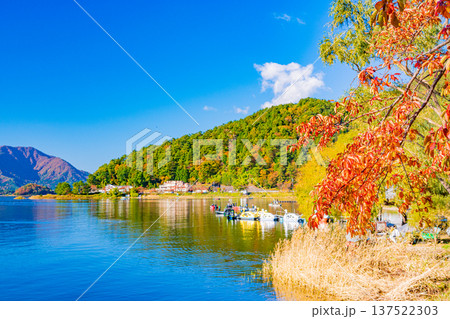 (山梨県)河口湖 湖畔の紅葉 (山梨県)河口湖 湖畔の紅葉 137522303