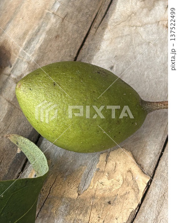 ギョボクの実 137522499