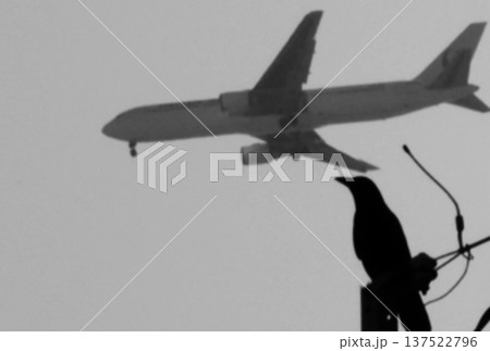 飛行機を見送るカラス 137522796