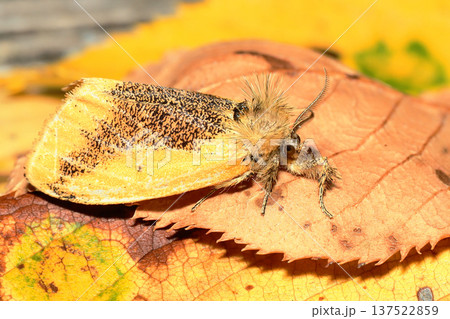 クロモンドクガ(オス) クロモンドクガ(オス) 137522859