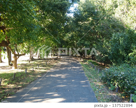 東京の公園に広がる緑と歩道の穏やかな風景 東京の公園に広がる緑と歩道の穏やかな風景 137522894