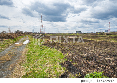 野焼き後の鵜殿ヨシ原 大阪府高槻市 野焼き後の鵜殿ヨシ原 大阪府高槻市 137522947