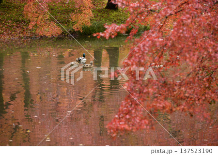 紅葉の映る池で泳ぐ三羽の鴨 137523190