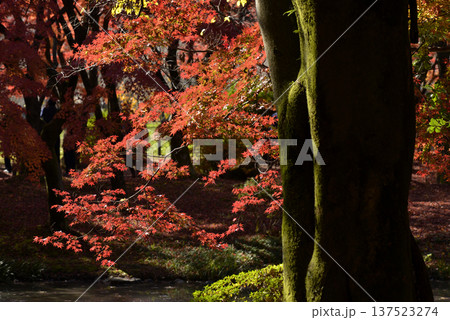 苔に覆われた大木の幹と紅葉 苔に覆われた大木の幹と紅葉 137523274