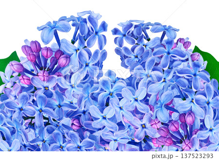 Branch of lilac flowers isolated on  black background with clipping path. For design.  In high resolution. Studio photo. 137523293