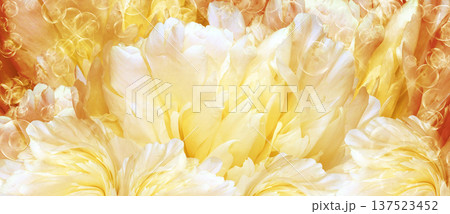 Floral background. Peoni flower and petals flowers. Close-up. Nature. Floral background. Peoni flower and petals flowers. Close-up. Nature. 137523452