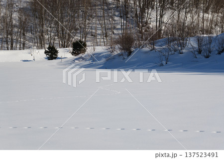 冬の美瑛の雪景色 冬の美瑛の雪景色 137523491