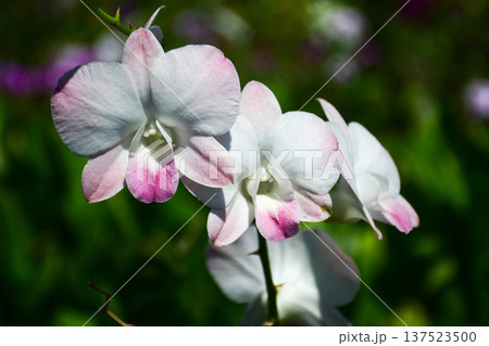 Soft Pink and White Dendrobium Orchid Flowers in Tropical Garden Soft Pink and White Dendrobium Orchid Flowers in Tropical Garden 137523500
