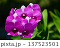 Group of Vibrant Dark Purple Dendrobium Orchid Flowers in Full Bloom 137523501