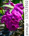 Deep Purple Dendrobium Orchid Blossom Branch in Natural Light 137523502