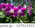 Beautiful Magenta Dendrobium Orchid Flowers with Star Shaped Petals 137523503
