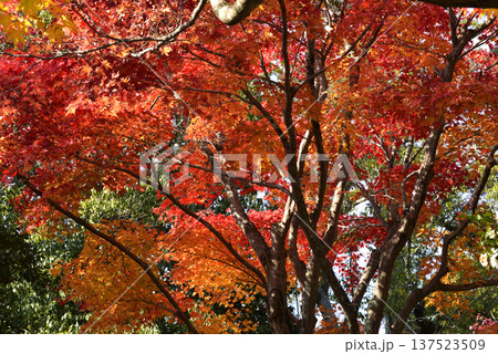 紅葉 137523509