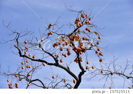 たわわに実った柿 137523513