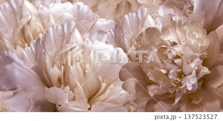 Floral spring background. Peonies flowers and petals flowers. Close-up. Greeting card. Nature. Floral spring background. Peonies flowers and petals flowers. Close-up. Greeting card. Nature. 137523527