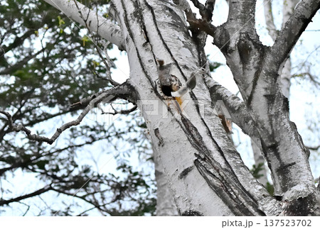北海道の春の公園で夕方に繁殖行動の争いで白樺の幹から跳んで逃げるエゾモモンガ 北海道の春の公園で夕方に繁殖行動の争いで白樺の幹から跳んで逃げるエゾモモンガ 137523702
