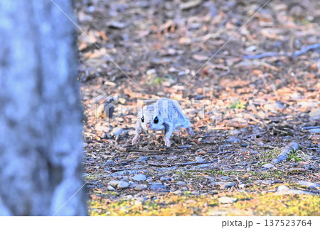 北海道の公園で地面を走るエゾモモンガ 北海道の公園で地面を走るエゾモモンガ 137523764