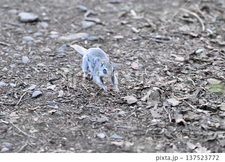 北海道の公園で地面を走るエゾモモンガ 137523772