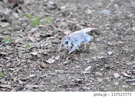 北海道の公園で地面を走るエゾモモンガ 北海道の公園で地面を走るエゾモモンガ 137523775