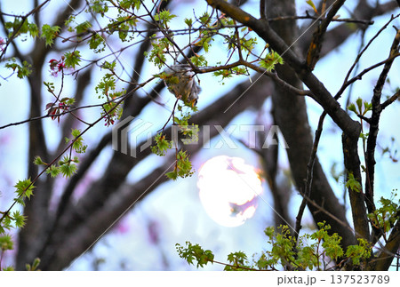 北海道の公園で日没後月と桜の花を背景に若葉を食べるエゾモモンガ 北海道の公園で日没後月と桜の花を背景に若葉を食べるエゾモモンガ 137523789