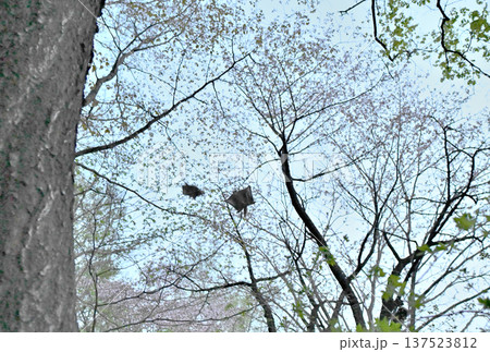 北海道の公園で日没後満開の桜を背景に木々の間をすれ違いながら滑空する2匹のエゾモモンガ 北海道の公園で日没後満開の桜を背景に木々の間をすれ違いながら滑空する2匹のエゾモモンガ 137523812