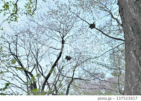 北海道の公園で日没後満開の桜を背景に木々の間をすれ違いながら滑空する2匹のエゾモモンガ 137523817