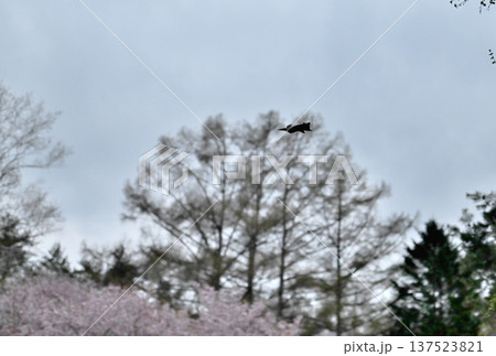 北海道の公園で日没後満開の桜を背景に木々の間を滑空するエゾモモンガ 137523821