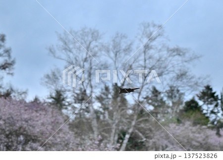 北海道の公園で日没後満開の桜を背景に木々の間を滑空するエゾモモンガ 北海道の公園で日没後満開の桜を背景に木々の間を滑空するエゾモモンガ 137523826