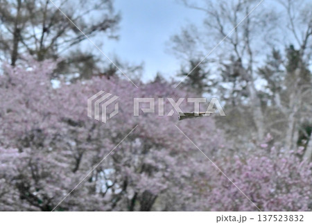 北海道の公園で日没後満開の桜を背景に木々の間を滑空するエゾモモンガ 北海道の公園で日没後満開の桜を背景に木々の間を滑空するエゾモモンガ 137523832