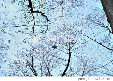 北海道の公園で日没後満開の桜を背景に木々の間を滑空するエゾモモンガ 北海道の公園で日没後満開の桜を背景に木々の間を滑空するエゾモモンガ 137523846